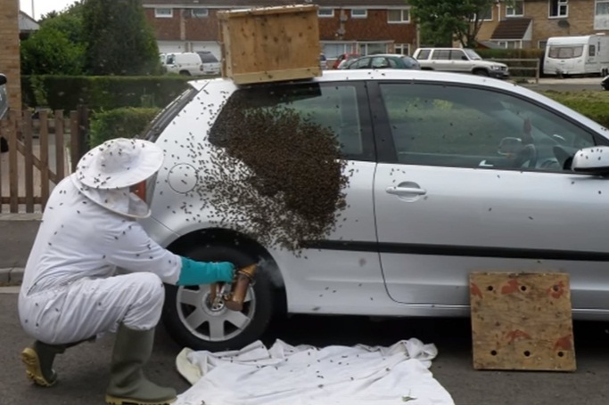 20000 Bees