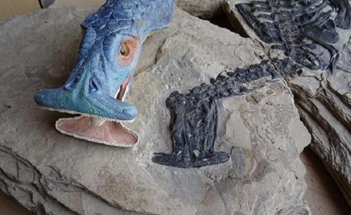 250-million-year-old-aquatic-reptile-
