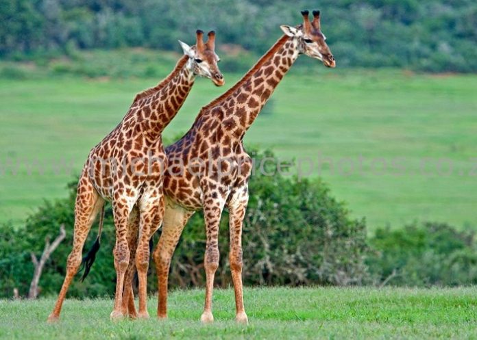 giraffe has such long