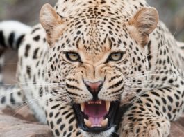 Global Presence of Leopards Dwindled by 75%