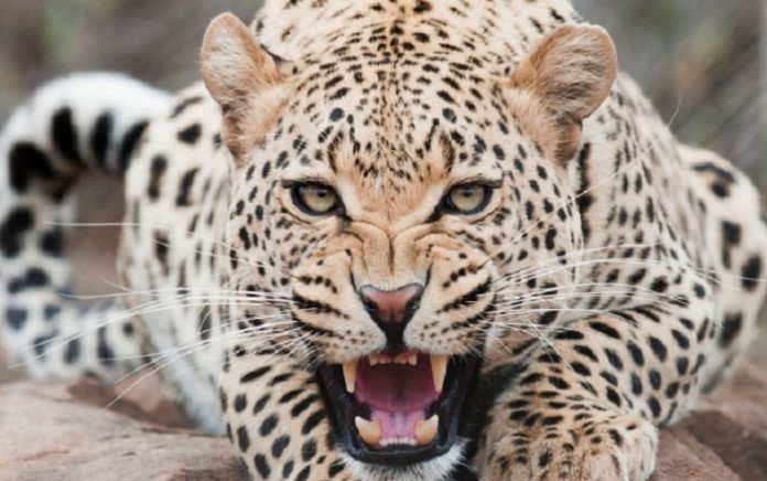 leopards
