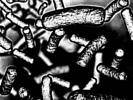 Humanity is closer to creating semi-synthetic life forms E. coli microbes