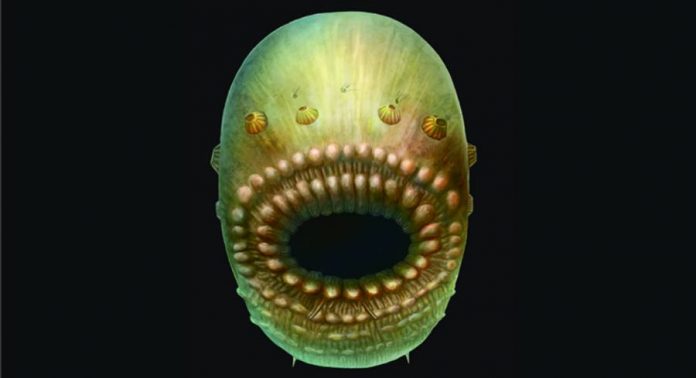 Saccorhytus coronarius artistic representation based on the fossil. Saccorhytus coronarius artistic representation based on the fossil.