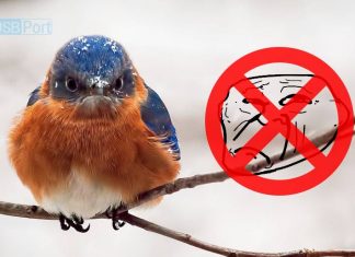 Twitter-safety update-safety settings- quality filter-trolls-bulliyng-online harassment