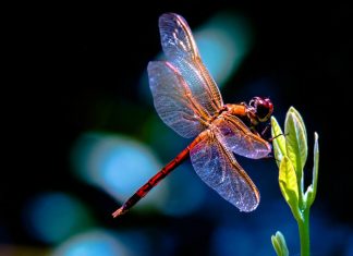 Dragonfly Wallpaper