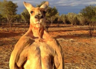 Australian wildlife is too weird for Volvo driverless cars Roger the kangaroo