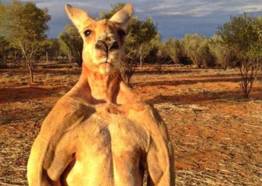 Roger the kangaroo