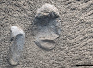 Pterosaur egg fossil haul sheds light on ancient bird past