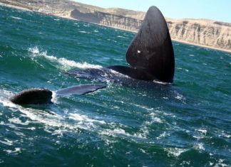 U.S. officials warn of North Atlantic right whales’ extinction