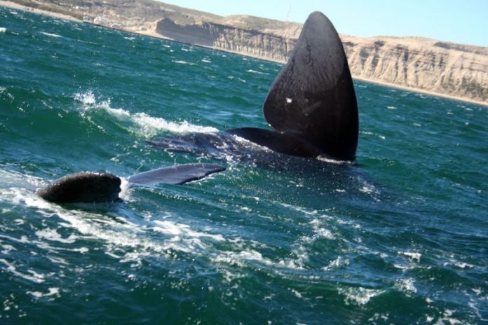 North Atlantic right whale