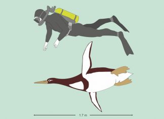 New Zealand fossils reveal details of penguin evolution