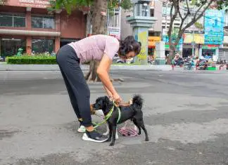 How Can Pet Ownership Improve Your Health?