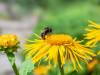 Steep Decline in Bumblebee Populations Due to Climate Change