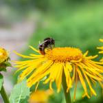 Steep Decline in Bumblebee Populations Due to Climate Change Steep Decline in Bumblebee Populations Due to Climate Change