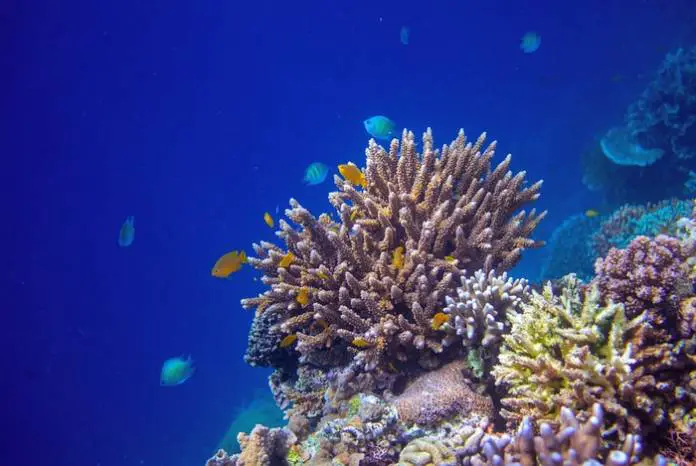 Scientists Discover Deep-Sea Coral Gardens in Mysterious Underwater Canyons Scientists Discover Deep-Sea Coral Gardens in Mysterious Underwater Canyons