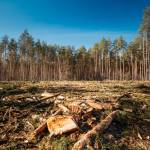 Climate Change and Deforestation Killing World’s Oldest Trees and Stunting Younger Ones Climate Change and Deforestation Killing World’s Oldest Trees and Stunting Younger Ones