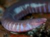 Neither Worm Nor Snake, Caecilians Have Mouths That Can Deliver Venomous Bites