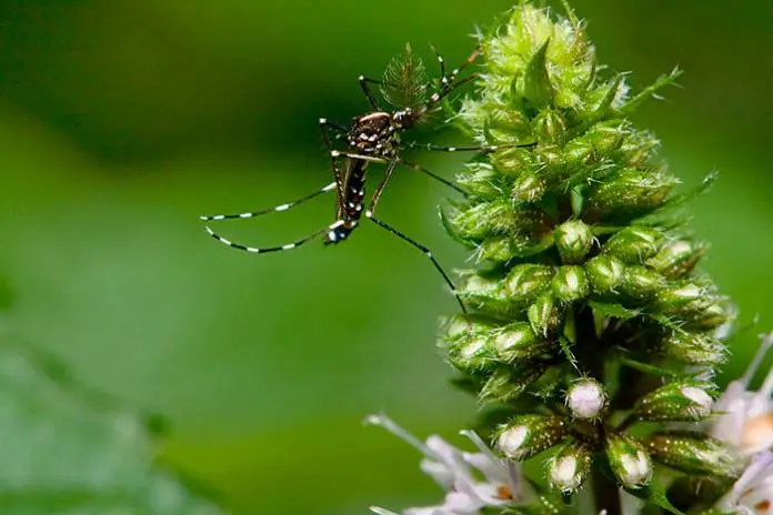 Florida Approves the Release of 750 Million Genetically-Modified Mosquitoes to Combat Diseases Florida Approves the Release of 750 Million Genetically-Modified Mosquitoes to Combat Diseases