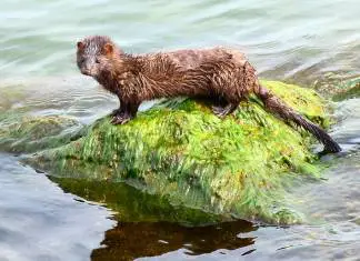 COVID-19 Outbreak Sends Oregon Mink Farm into Quarantine