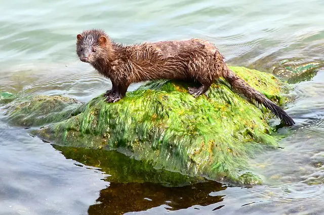 COVID-19 Outbreak Sends Oregon Mink Farm into Quarantine COVID-19 Outbreak Sends Oregon Mink Farm into Quarantine