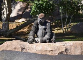 Orangutans, Bonobos, and Gorillas in San Diego Zoo Given Experimental COVID-19 Vaccine