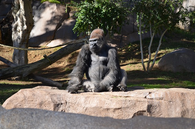 Orangutans, Bonobos, and Gorillas in San Diego Zoo Given Experimental COVID-19 Vaccine Orangutans, Bonobos, and Gorillas in San Diego Zoo Given Experimental COVID-19 Vaccine