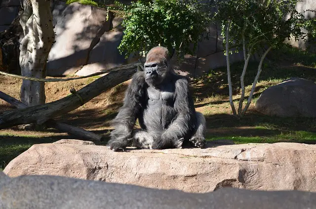 Orangutans, Bonobos, and Gorillas in San Diego Zoo Given Experimental COVID-19 Vaccine Orangutans, Bonobos, and Gorillas in San Diego Zoo Given Experimental COVID-19 Vaccine