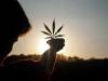 4 Interesting Facts You May Not Know About Cannabis