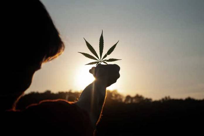 4 Interesting Facts You May Not Know About Cannabis 4 Interesting Facts You May Not Know About Cannabis