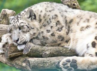 Snow Leopard at San Diego Zoo Contracts COVID-19; Habitat Closed to Visitors Snow Leopard at San Diego Zoo Contracts COVID-19; Habitat Closed to Visitors