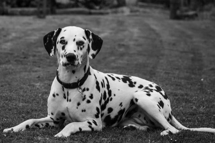 Reveals Which Dog Breeds Make the Best Running Partners? Reveals Which Dog Breeds Make the Best Running Partners?