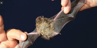 CDC Warns Against Handling Bats as Three People Die from Rabies