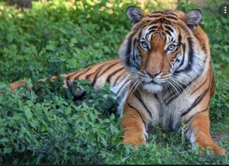 Deputy Shoots Malayan Tiger to Death in Florida Zoo for Attacking Cleaner Deputy Shoots Malayan Tiger to Death in Florida Zoo for Attacking Cleaner