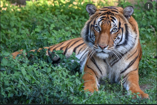 Deputy Shoots Malayan Tiger to Death in Florida Zoo for Attacking Cleaner