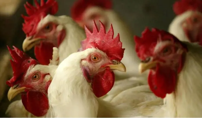 Poultry Experts Call for Higher Alerts As Bird Flu Hits US at a Dangerous Time Poultry Experts Call for Higher Alerts As Bird Flu Hits US at a Dangerous Time