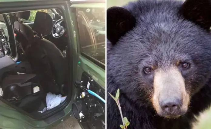 Black Bear Foraging For Food inside Car Gets Trapped, Dies in 140 Degrees Heat Black Bear Foraging For Food inside Car Gets Trapped, Dies in 140 Degrees Heat