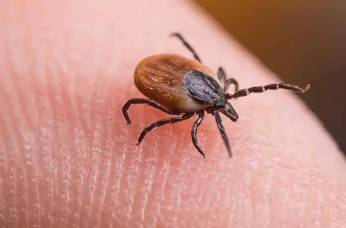 Woman Bitten By Deer Tick Dies of Powassan Virus Infection in Connecticut Woman Bitten By Deer Tick Dies of Powassan Virus Infection in Connecticut