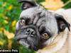 Michigan Dogs Hit By Canine Parvovirus Despite Testing Negative to Screening