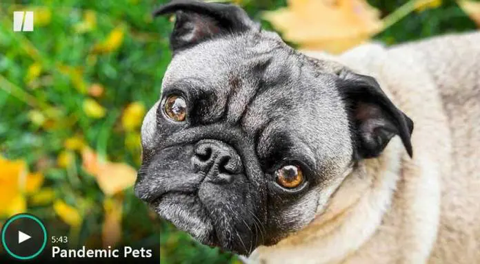 Michigan Dogs Hit By Canine Parvovirus Despite Testing Negative to Screening Michigan Dogs Hit By Canine Parvovirus Despite Testing Negative to Screening